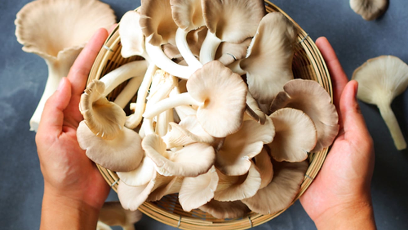 Oyster mushrooms