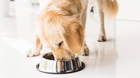 dog eating from bowl