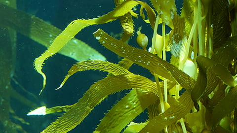 a fish swimming under water