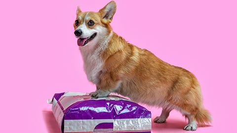 a dog sitting on a table