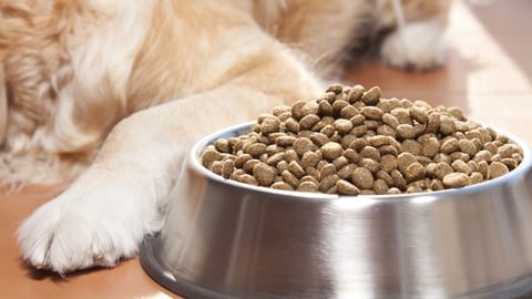 a close up of a dog bowl