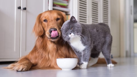 dog and cat