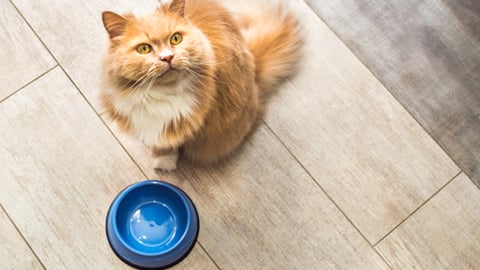 a cat sitting on top of a wooden floor