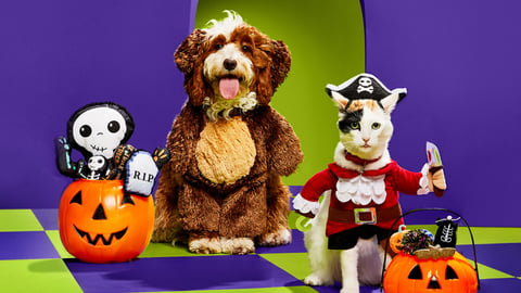 Petco Bootique Halloween