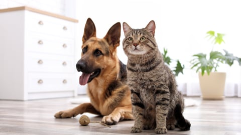 dog and cat