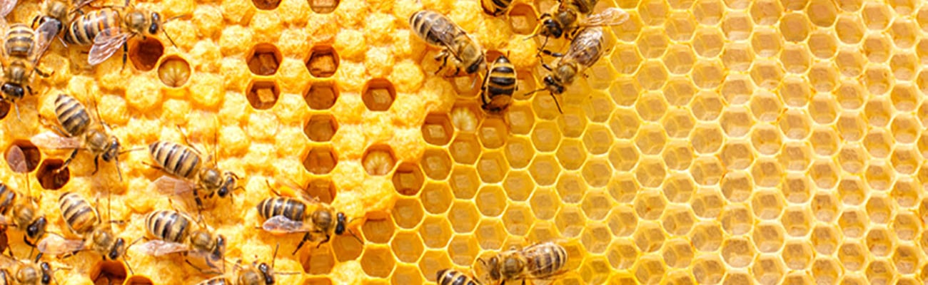 a close up of a nest