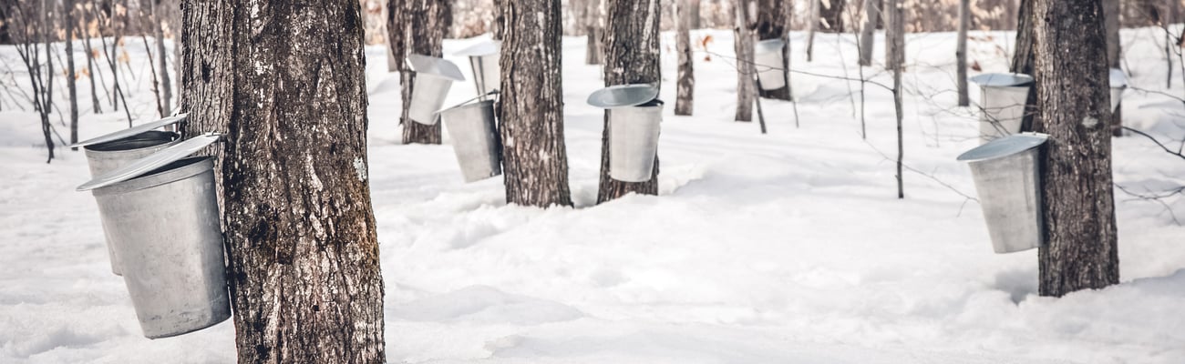 a tree with snow on the ground