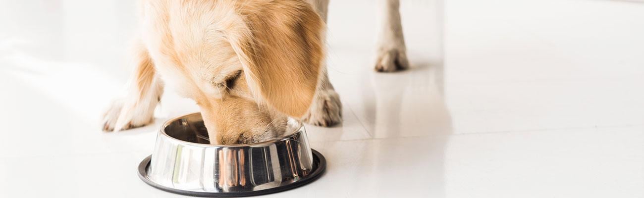 a dog drinking water from a bowl