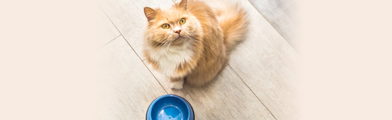 a cat sitting on a table