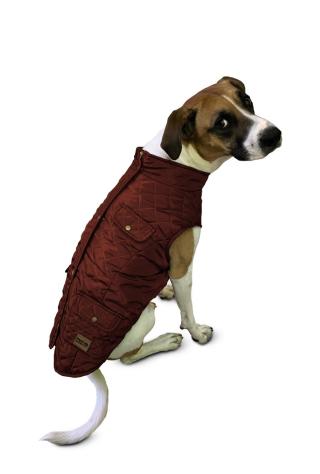 dog in sweater
