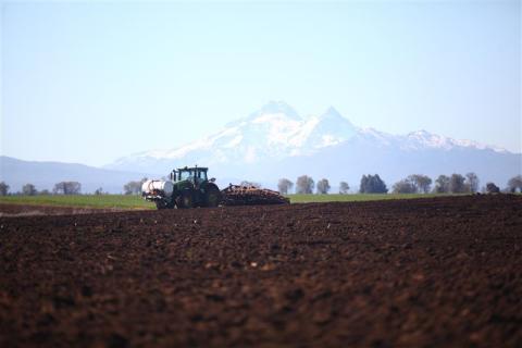 a close up of a desert field with a mountain in the background